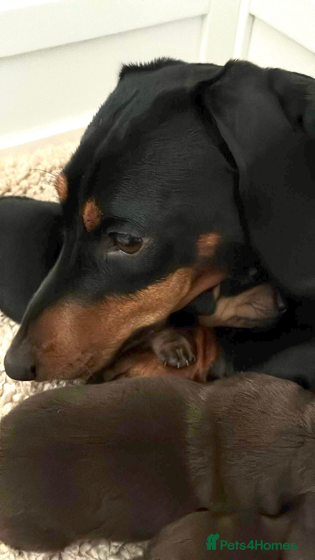 Miniature Dachshund dogs for sale: Stunning KC reg PRA clear Mini Dachshund puppies - Image 18