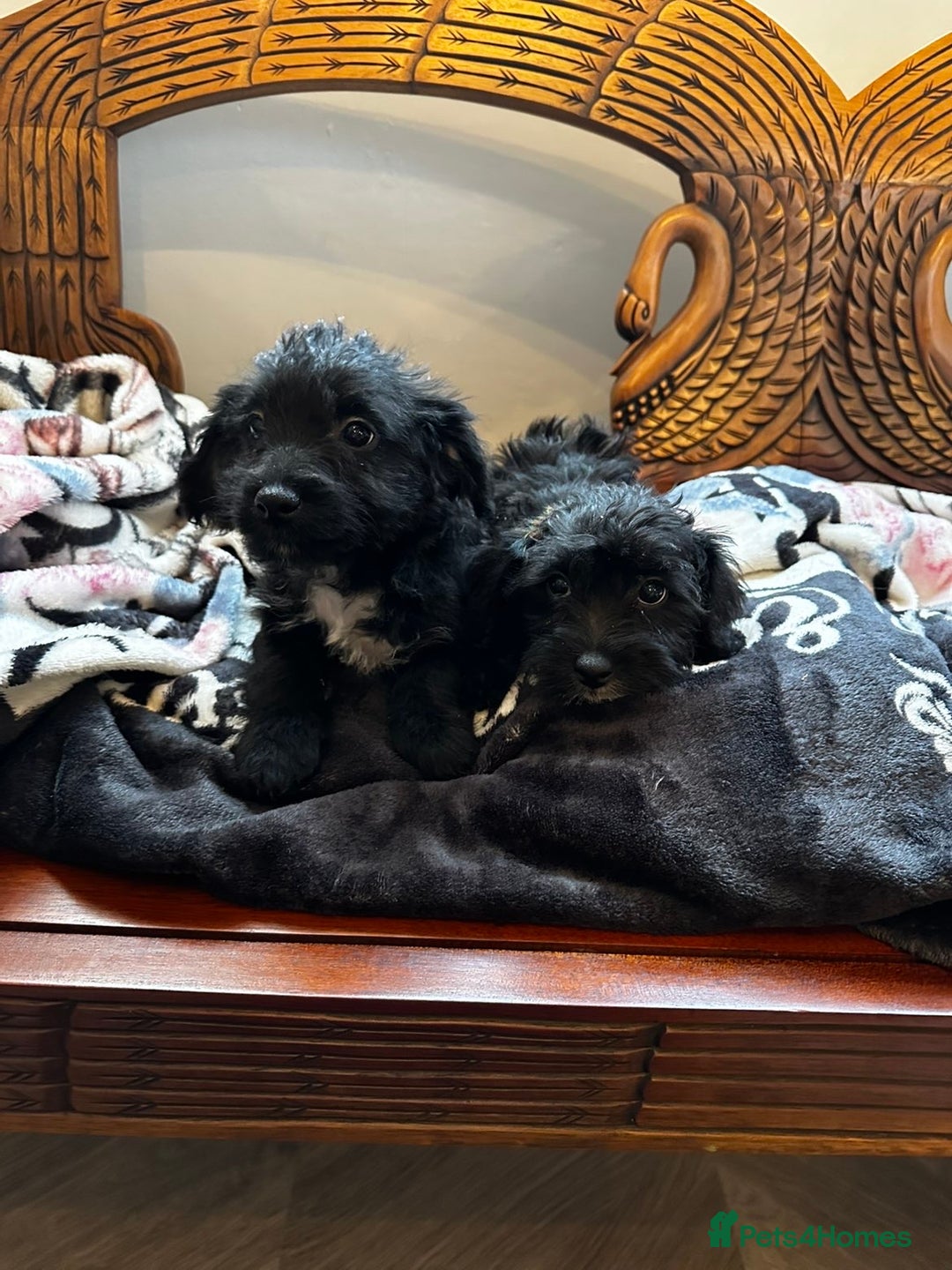 Jackapoo dogs for sale: outstanding jackapoo puppies  - Image 3