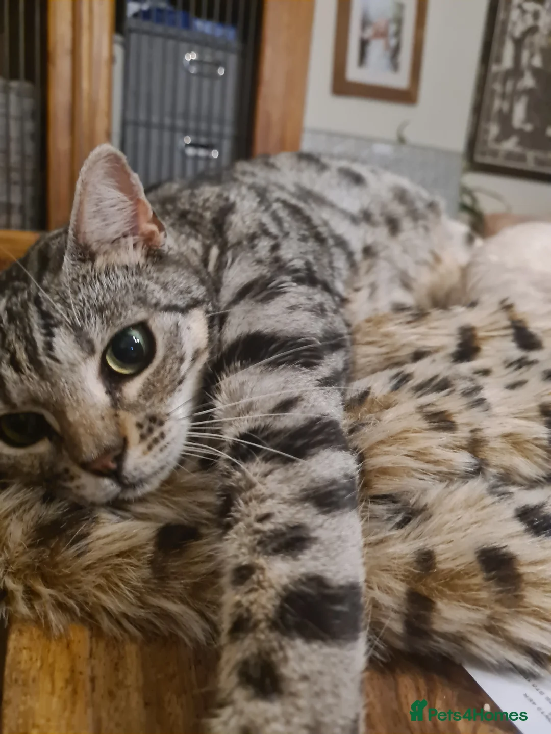 Gallery Image {{count}}