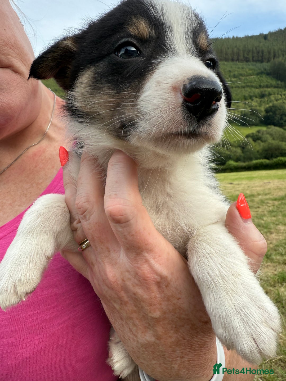 Border Collie dogs for sale: Mid Wales border collie pups  - Image 9