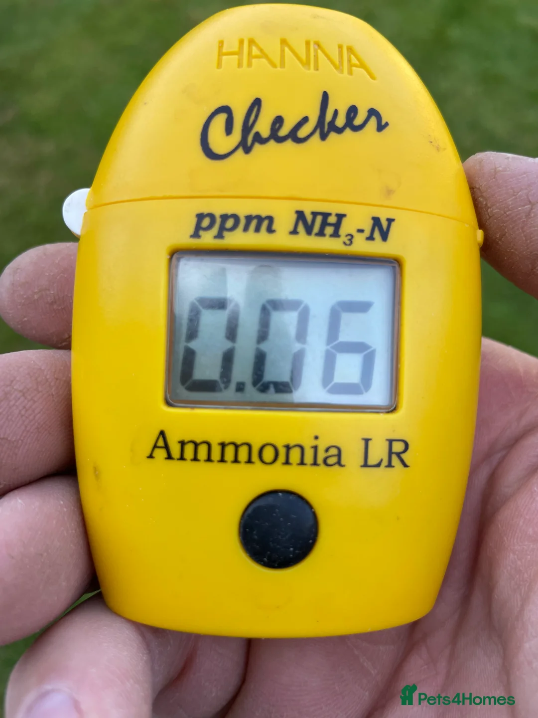 Koi Carp fish for sale: MASSIVE WINTER KOI SALE - 50% off - Advert 18