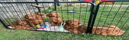 Irish Doodle dogs for sale: Red Irish Doodles - Advert 5