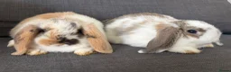 Mini Lop rabbits for sale: Beautiful fluffy mini lops  - Advert 4