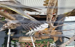 Cockatiels birds for sale: 1x 8 week old cockatiel £85  - Image 6