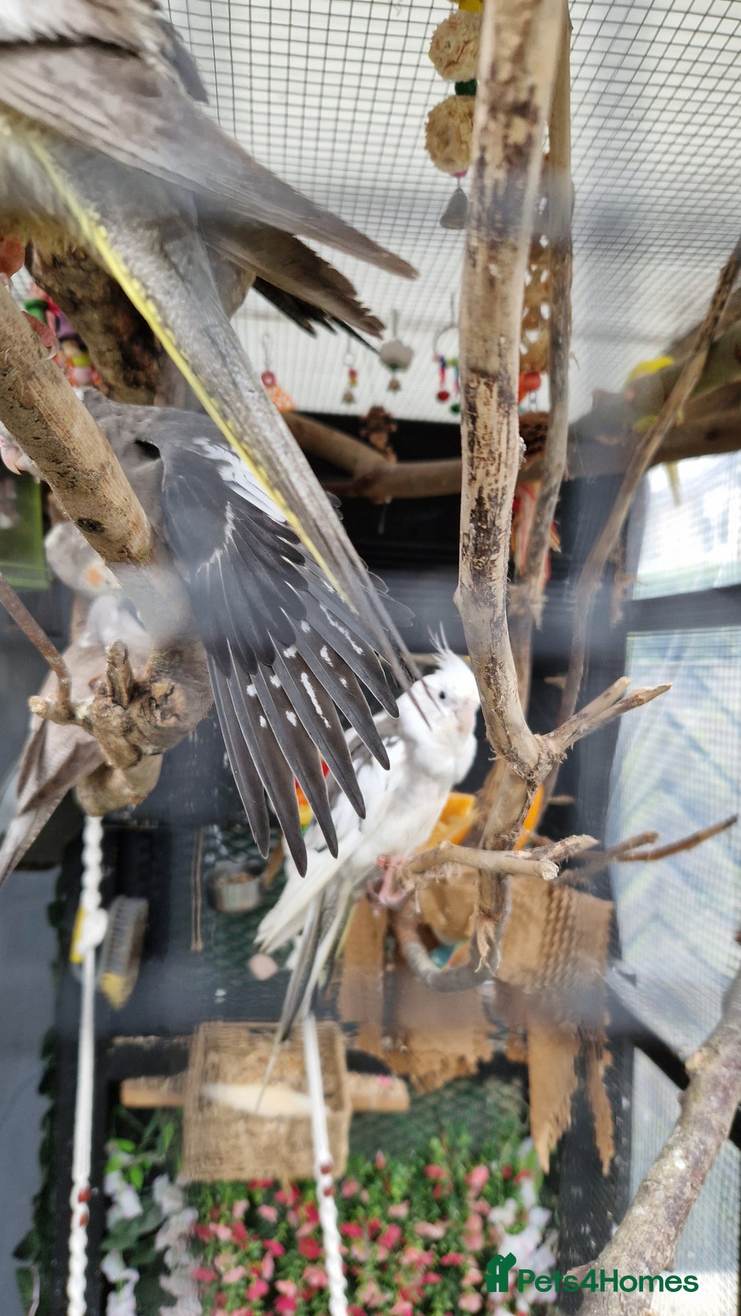 Cockatiels birds for sale: 1x 8 week old cockatiel £85  - Image 6