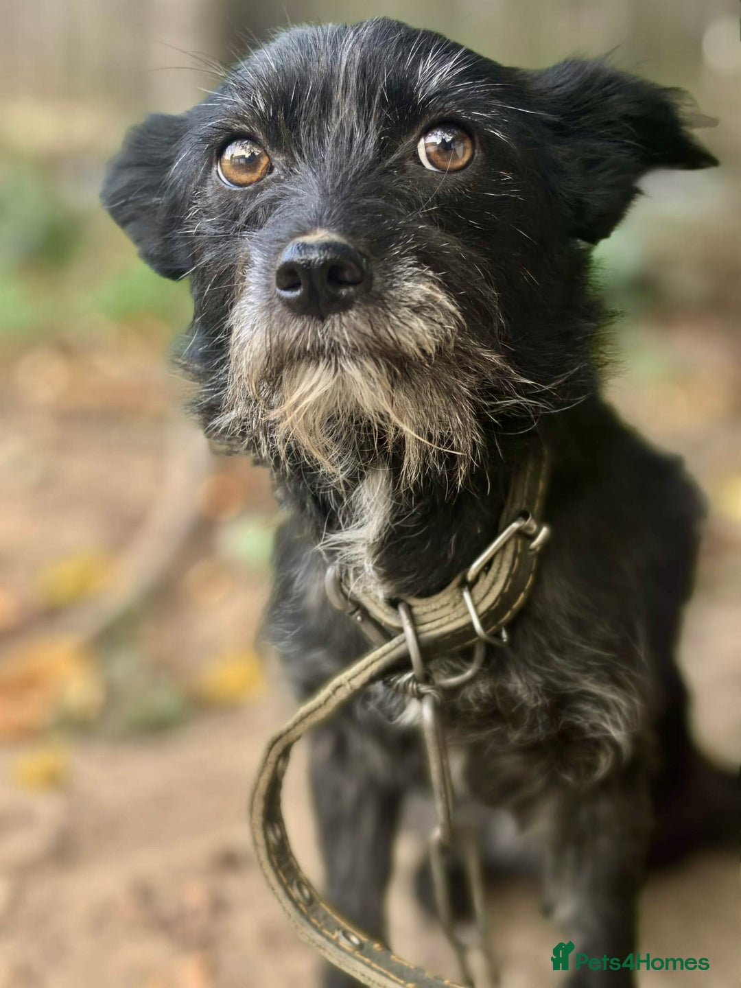 Norfolk Terrier dogs for adoption: KNOPA – Female Norfolk Terrier - Advert 5