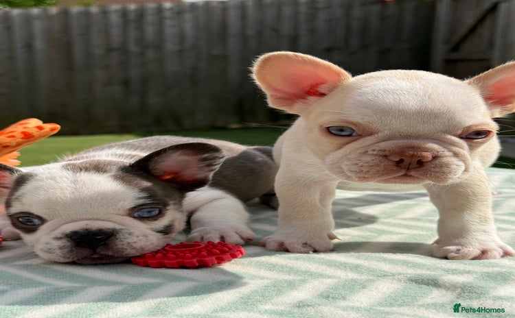 French Bulldog dogs - Advert 2