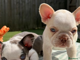 French Bulldog dogs - Advert 3