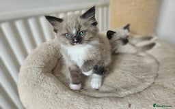 Ragdoll cats for sale: Ragdoll X babies. - Image 3