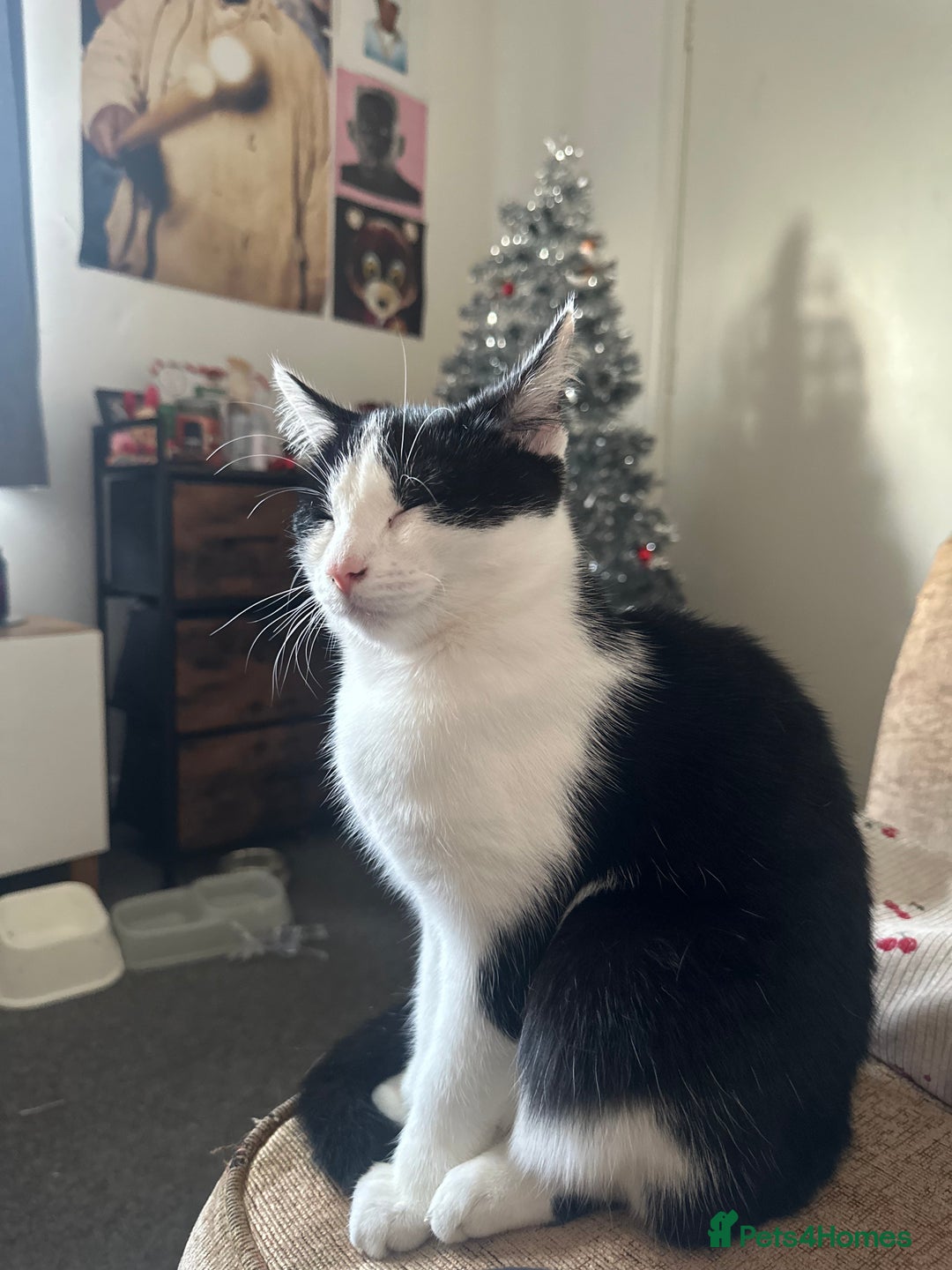 British Shorthair cats for sale: Miso for sale   🐱 - Advert 3