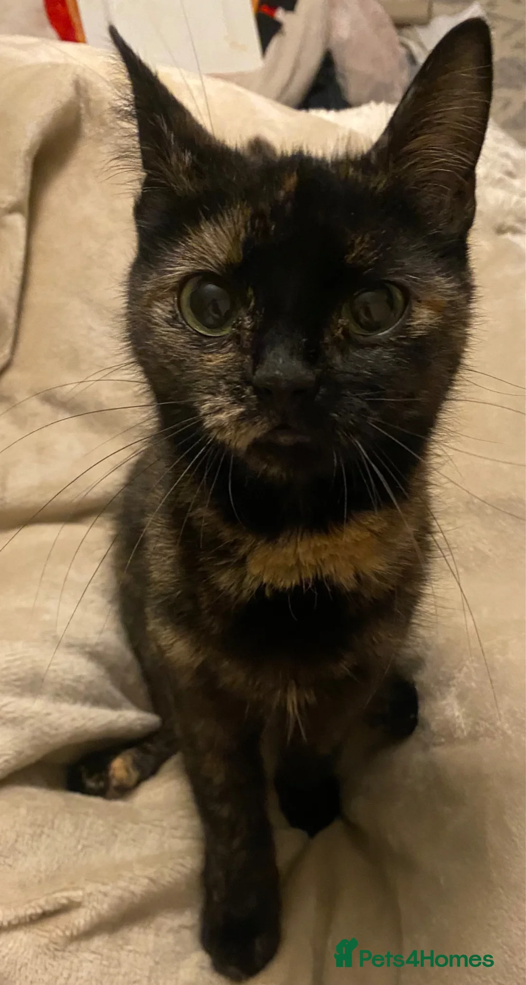 Mixed Breed cats for sale: 2 kittens in Crewe - Advert 7