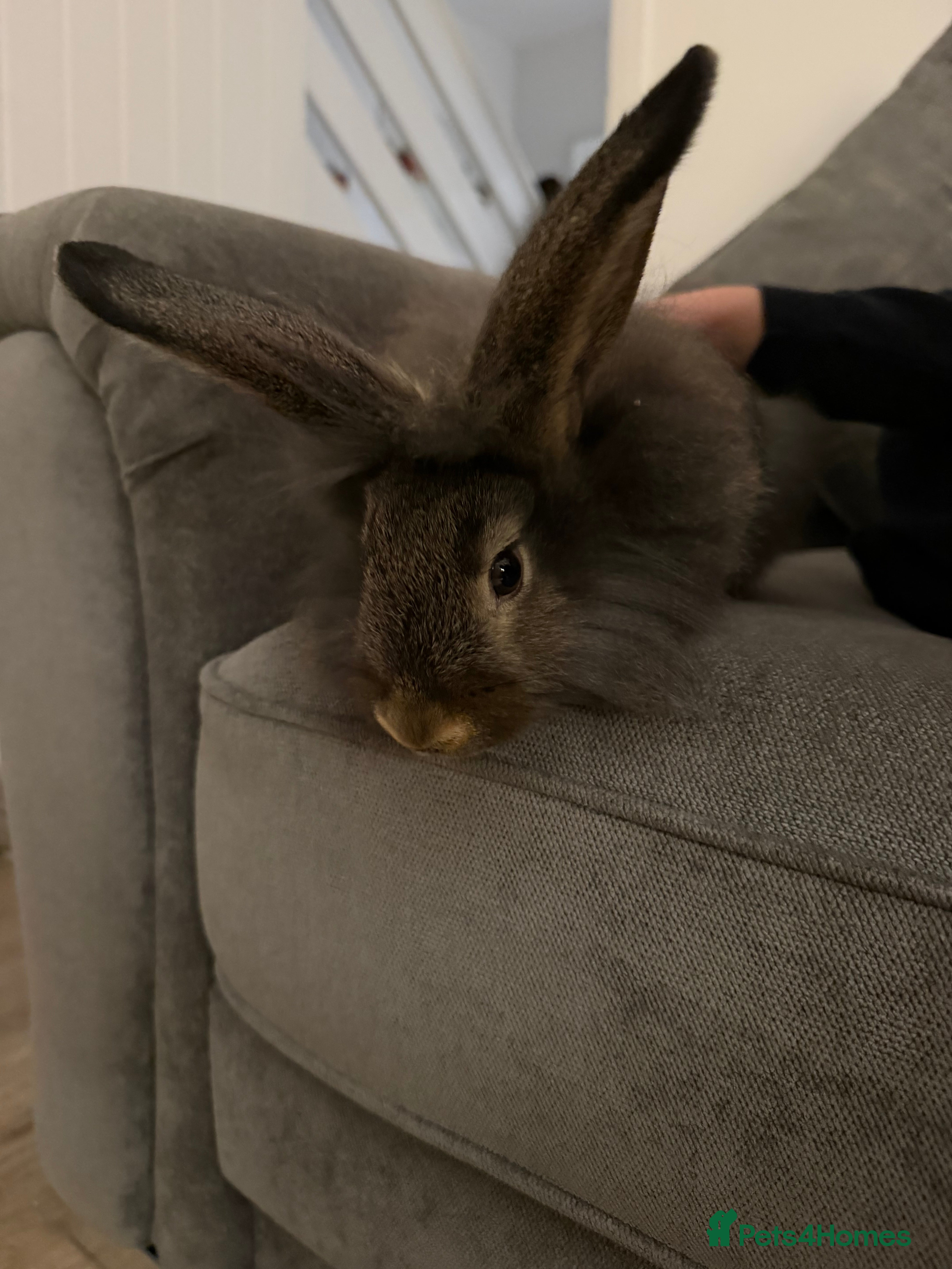 Lionhead rabbits Gorgeous Male Lionhead - Advert 1