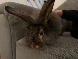 Lionhead rabbits Gorgeous Male Lionhead - Advert 1