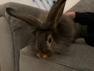 Lionhead rabbits Gorgeous Male Lionhead - Advert 8