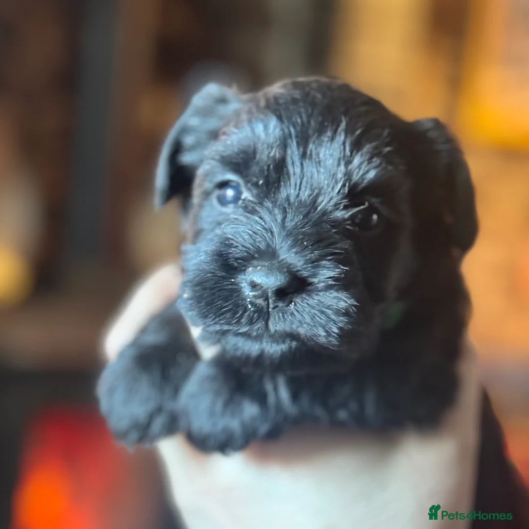 Miniature Schnauzer dogs for sale: Black miniature schnauzers  - Advert 9
