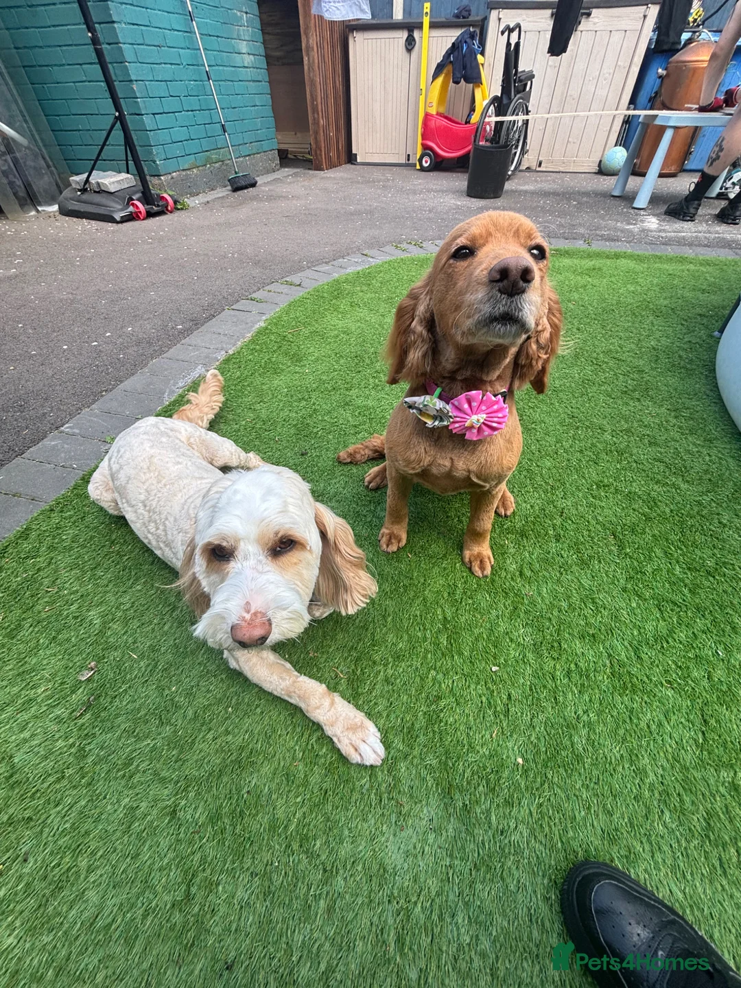 Cockapoo dogs for sale: 2x 5 year old female cockapoos - Advert 2
