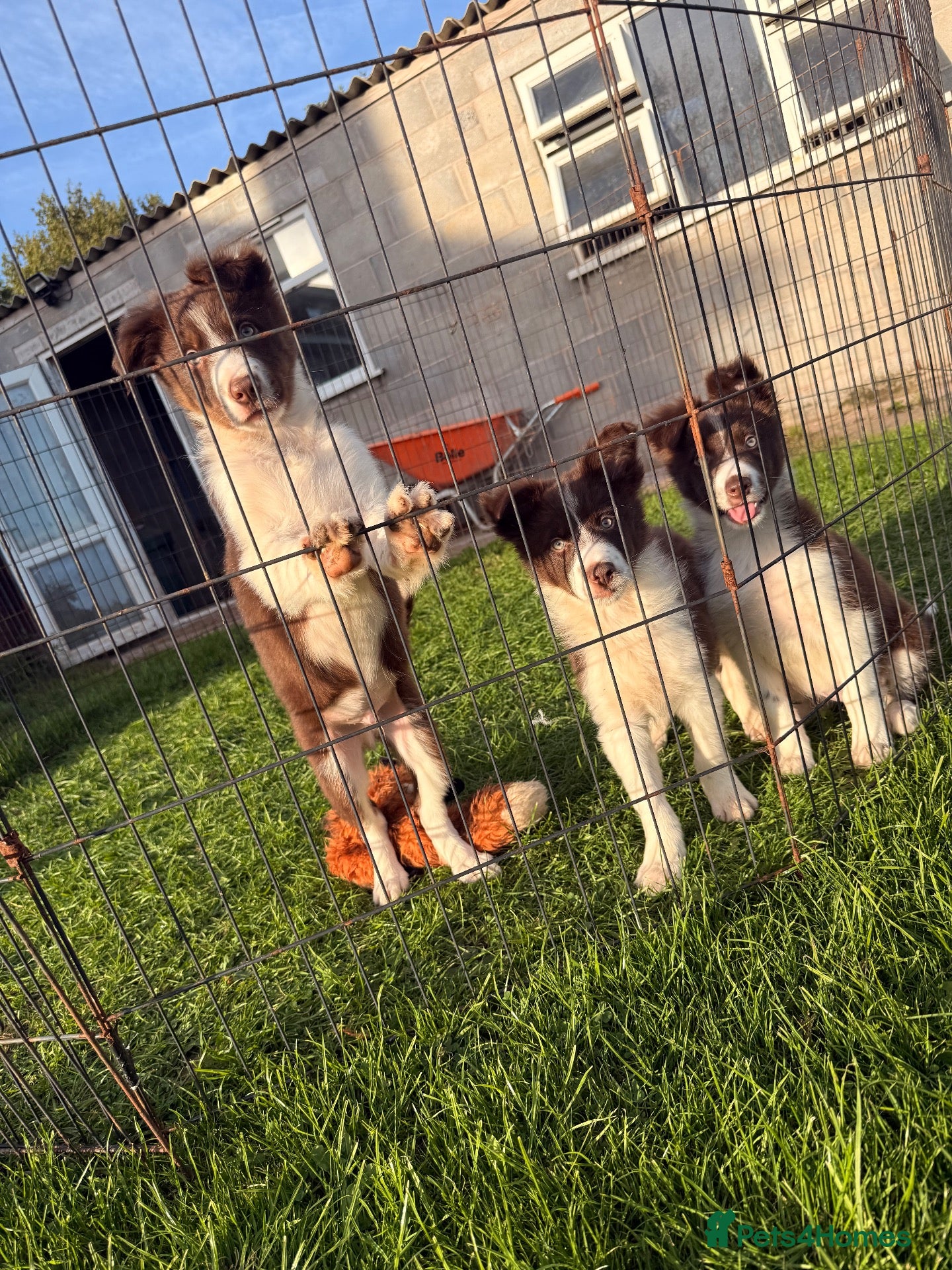 Border Collie dogs Two red & white ISDS registered male pups - Advert 2