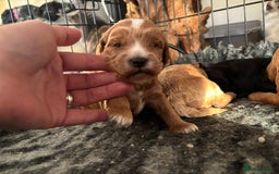 Cockapoo dogs for sale: TOY Cockapoo/ SHOW type F1 / License - Image 6