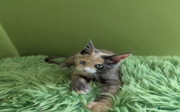 Maine Coon cats for sale: Beautiful Pedigree Maine Coon Kittens  - Image 25