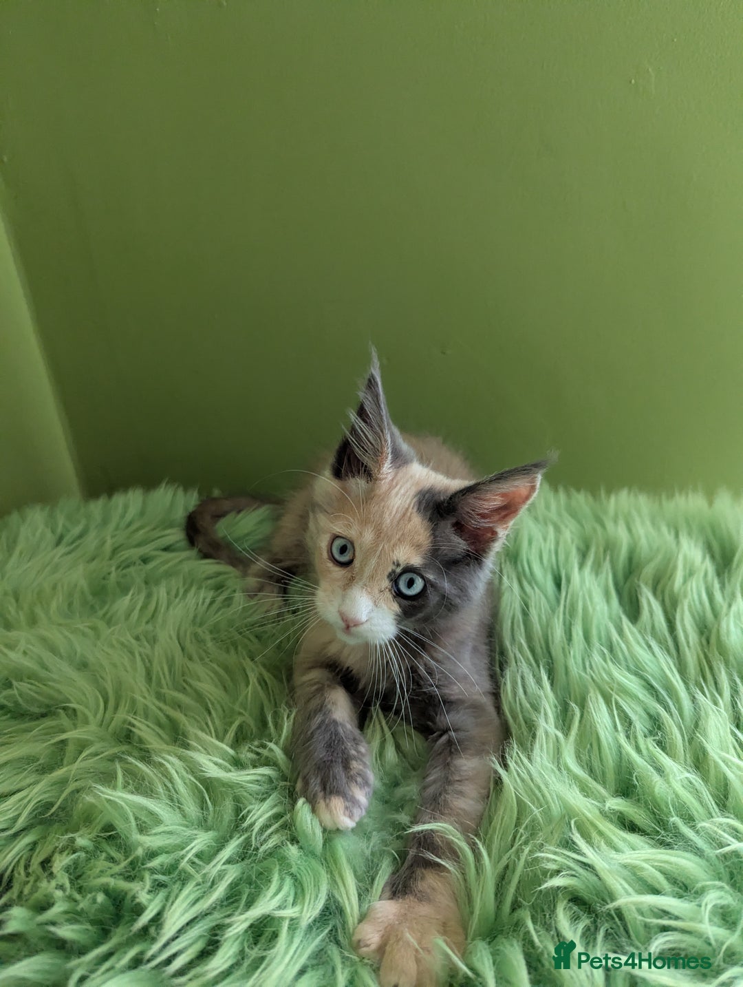 Maine Coon cats for sale: Beautiful Pedigree Maine Coon Kittens  - Image 25