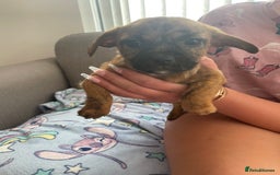 Jack Russell dogs for sale: Jack Russell puppies - Image 1