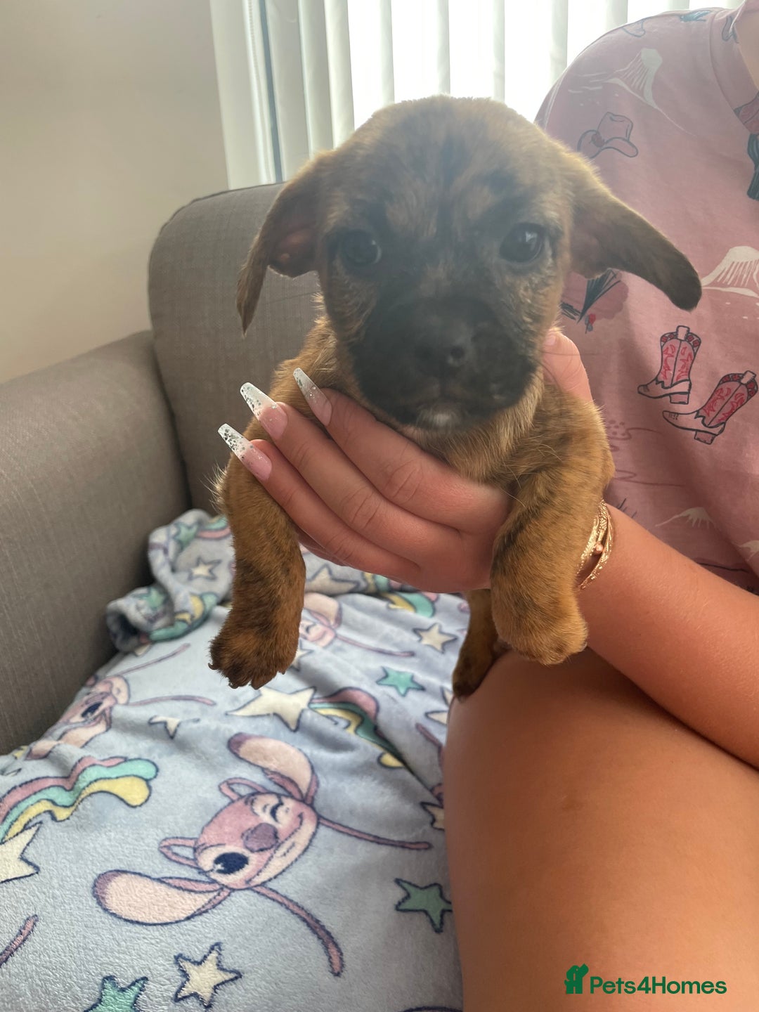 Jack Russell dogs for sale: Jack Russell puppies - Image 1