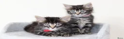 Mixed Breed cats for sale:  Lovely Kittens  Ready in 2 WEEKS - Advert 20