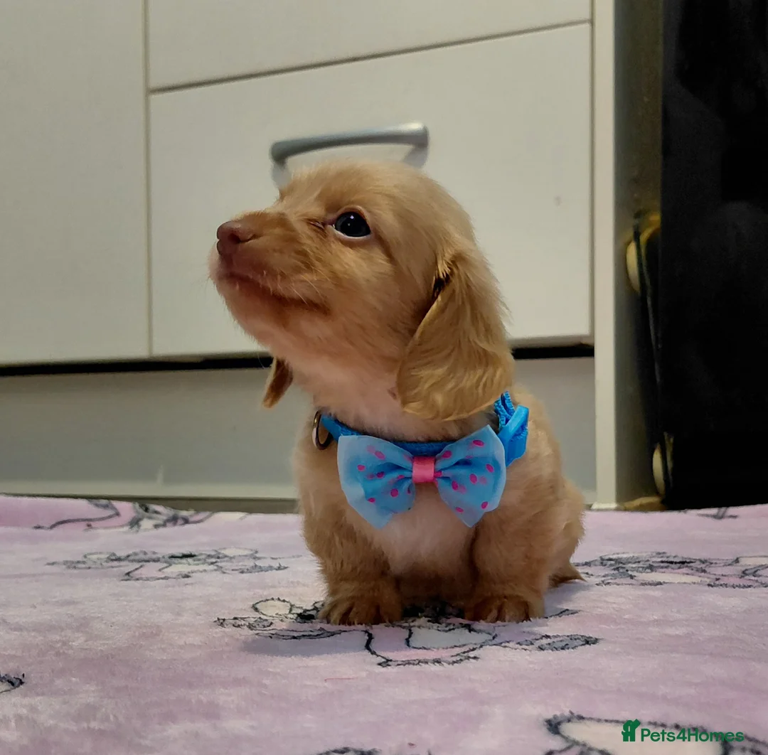 Miniature Dachshund dogs for sale: Sweetest Longhaired/One S.Haired Mini's 🤎🐾 - Advert 38