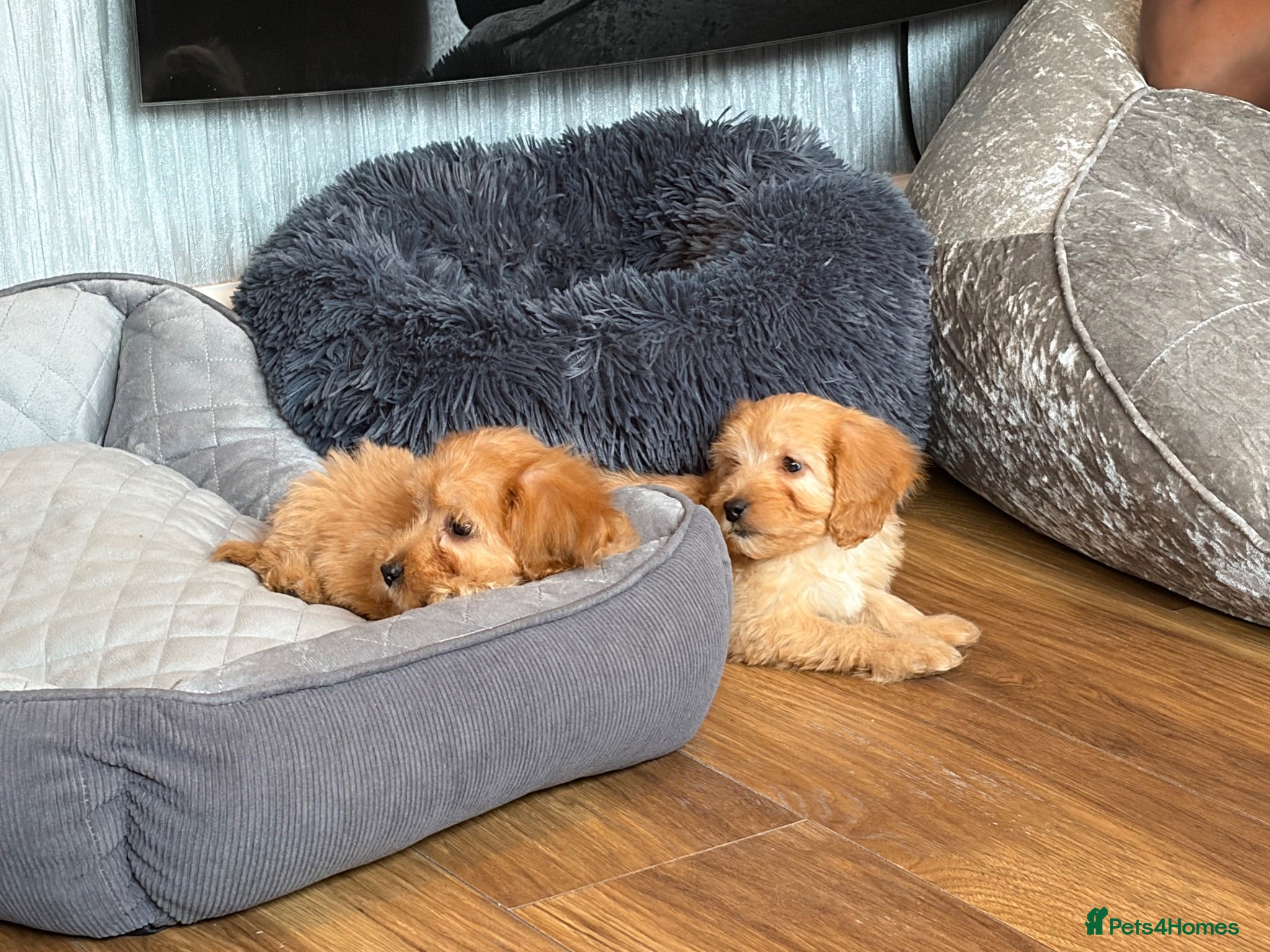 Maltipoo dogs Maltipoo  - Advert 18