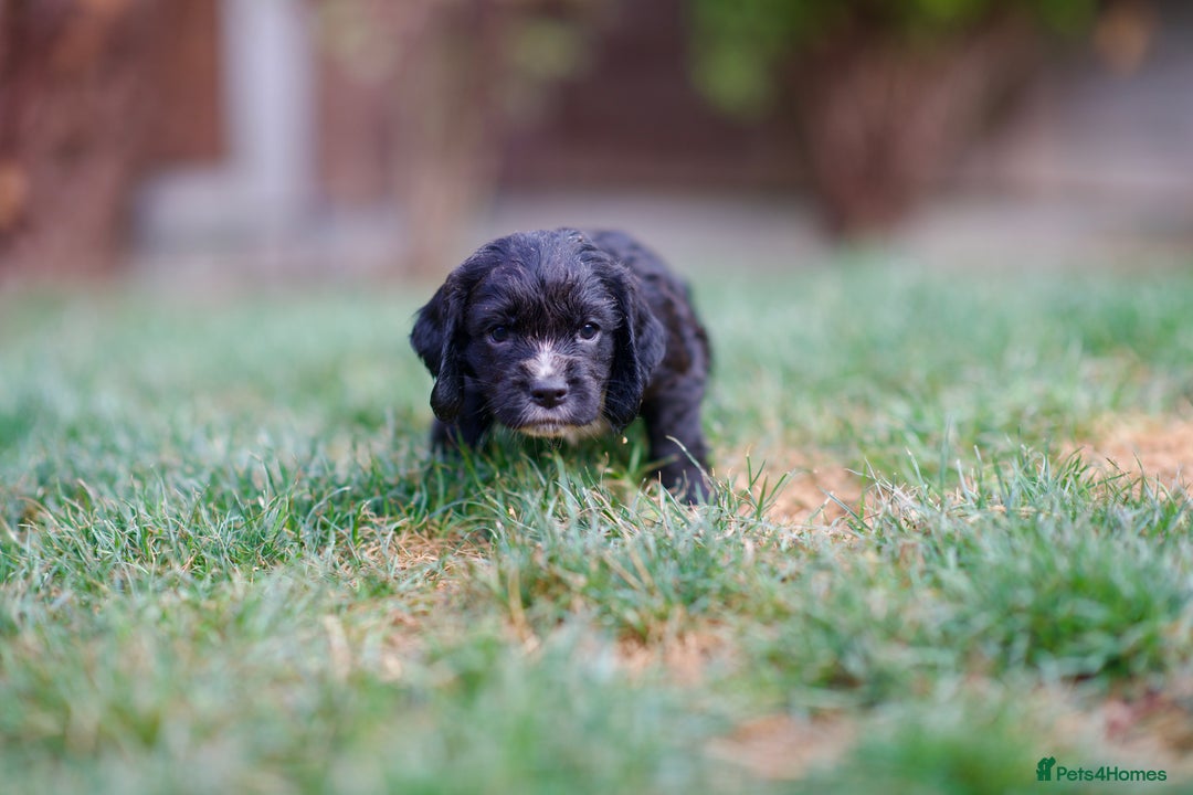 Cocker Spaniel dogs for sale: KC Reg – Fully Health Tested – Working Cocker Pups - Image 31