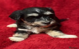 Havanese dogs for sale: Beautiful Havanese Puppies  - Image 24