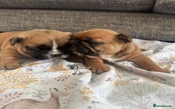 French Bulldog dogs for sale: Fully kc registered French bulldog female 4 weeks  - Image 8