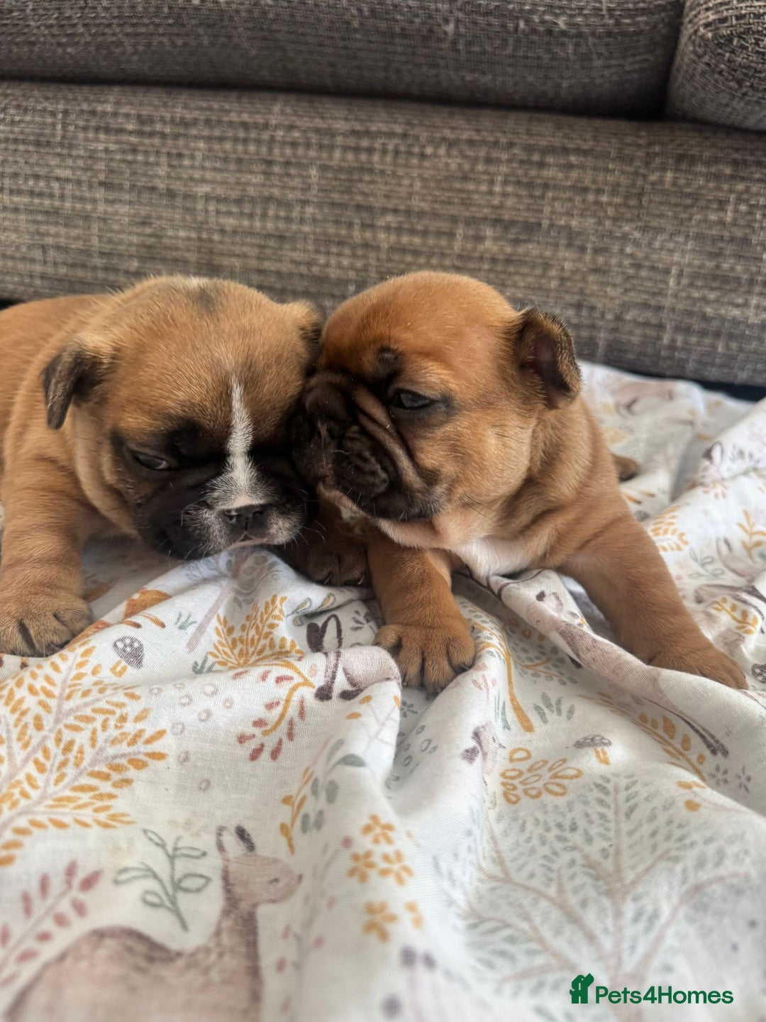 French Bulldog dogs for sale: Fully kc registered French bulldog female 4 weeks  - Image 8