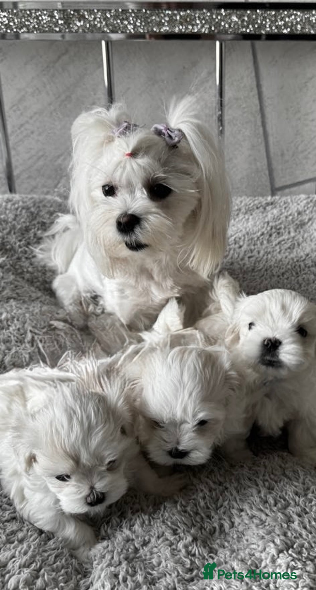 Maltese dogs for sale:  KC Registred Maltese puppies  - Advert 12