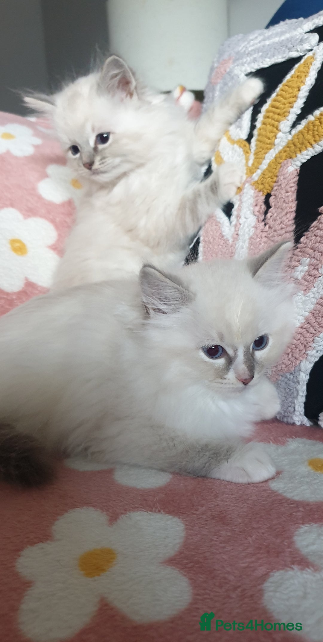 Ragdoll cats for sale: Absolutely Stunning GCCF Registered Kittens. - Advert 20