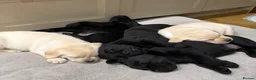 Labrador Retriever dogs for sale: Chunky Show Type Black Boy Labrador Puppy - Advert 12