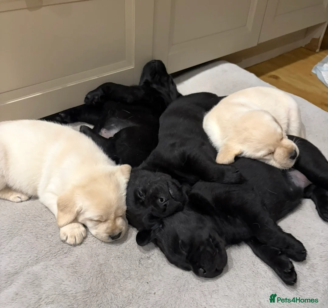 Labrador Retriever dogs for sale: Chunky Show Type Black Boy Labrador Puppy - Advert 12