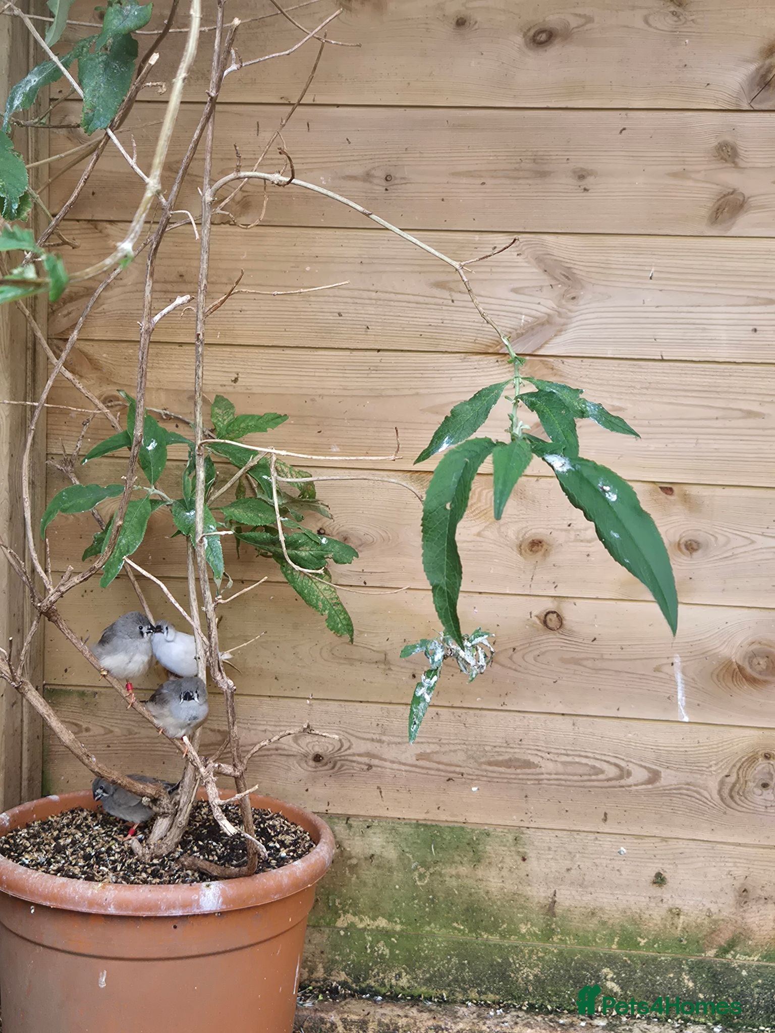 Finches birds Baby zebra finches for sale - Advert 16