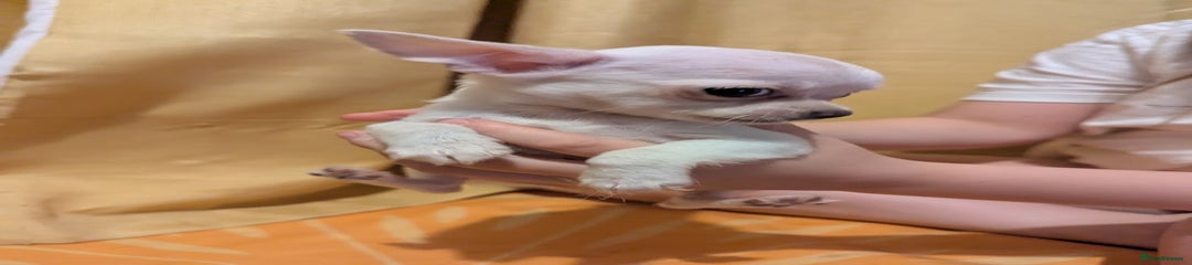 Chihuahua Puppy 2