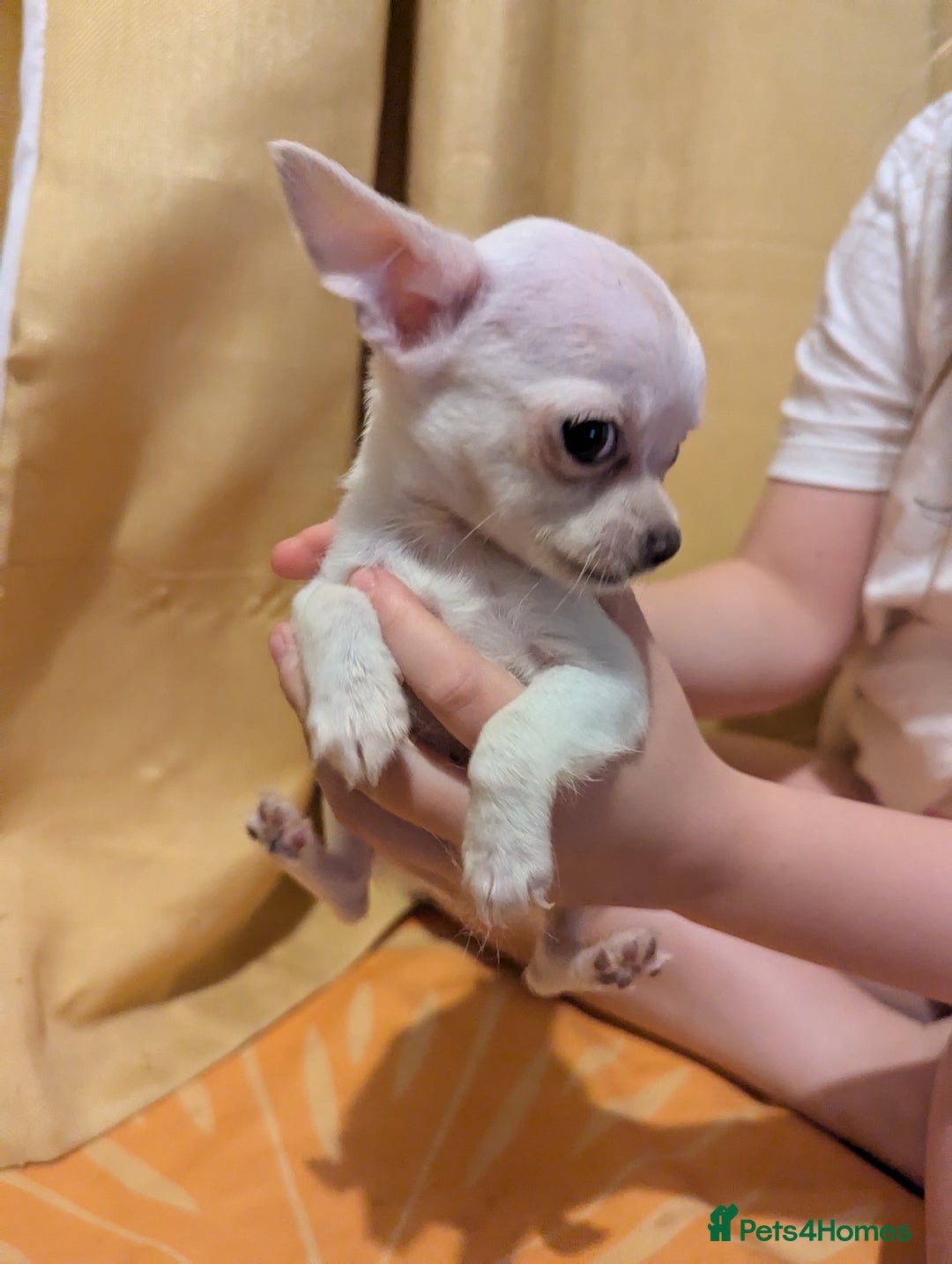 Chihuahua dogs for sale: 2 female chihuahuas  - Image 1