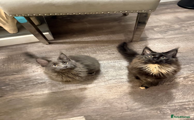 Maine Coon cats  Maine Coon Kittens Looking for Loving Homes 🐾 - Advert 5