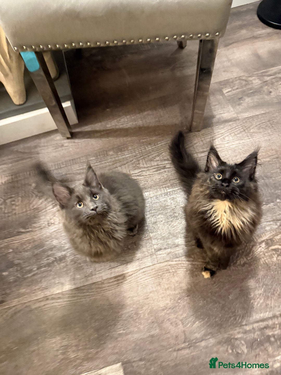 Maine Coon cats for sale:  Maine Coon Kittens Looking for Loving Homes 🐾 - Advert 1