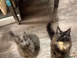 Maine Coon cats Maine Coon Kittens Looking for Loving Homes 🐾 - Advert 3