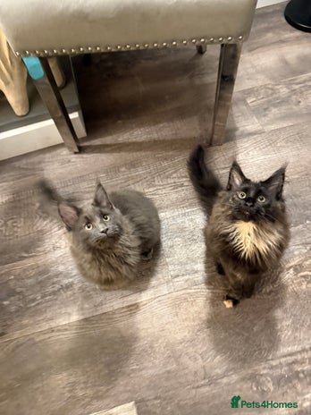 Maine Coon cats Maine Coon Kittens Looking for Loving Homes 🐾 - Advert 1