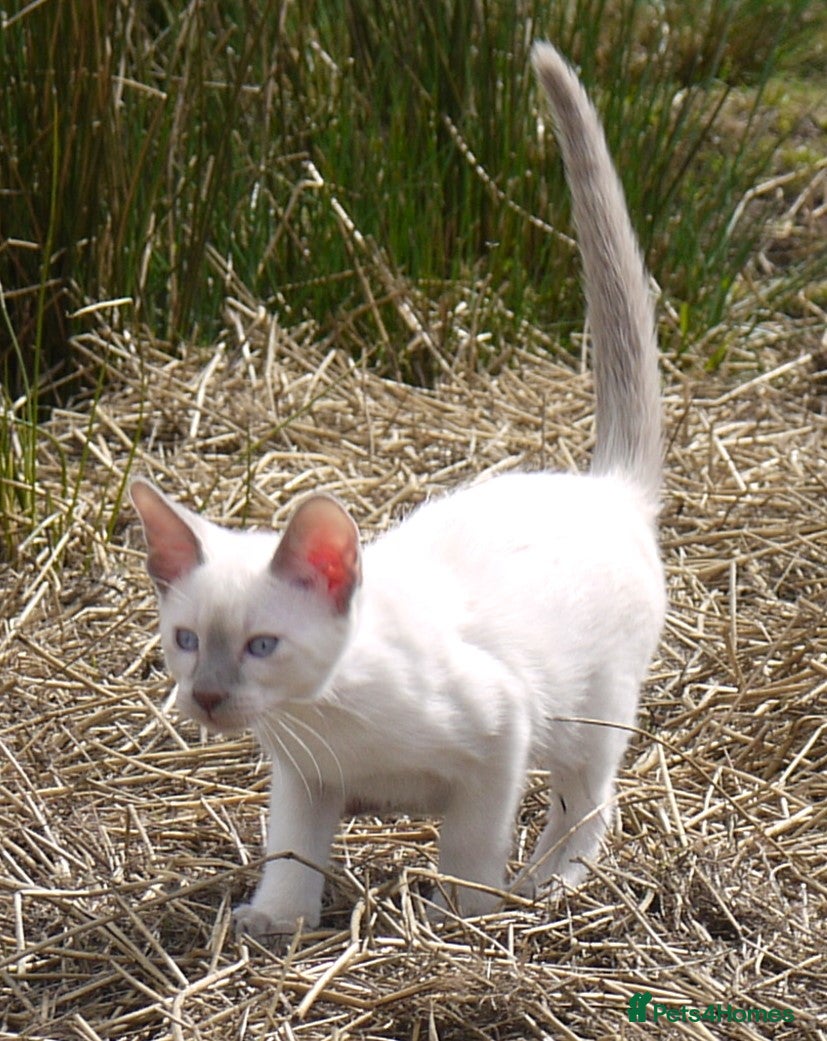 Siamese cats Adorable Siamese Kitten - Advert 2