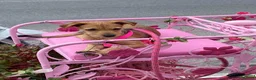 Mixed Breed dogs for sale: Sweet Lucy needs her family  - Advert 3