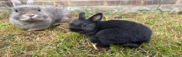 Netherland Dwarf rabbits for sale: Pure netherland dwarf babies - Advert 6