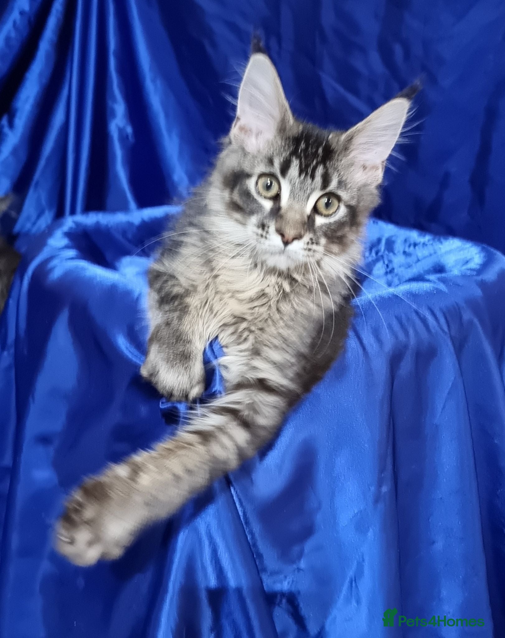 Maine Coon cats Registered Pedigree Maine Coon Kittens for sale  - Advert 2