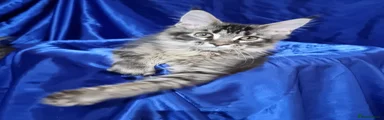 Brown tabby male 