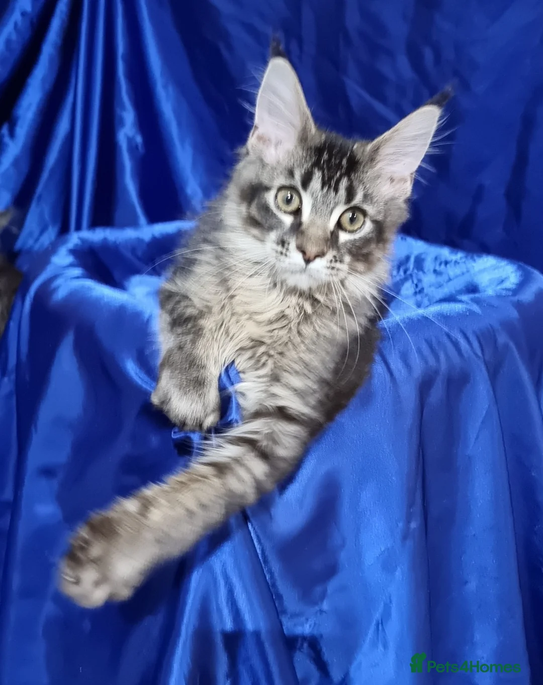 Maine Coon cats for sale: Registered Pedigree Maine Coon Kittens for sale  - Advert 1